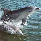 Delfin3