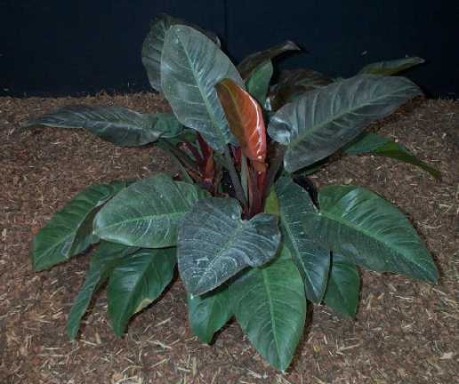 Philodendron hybride imperial red