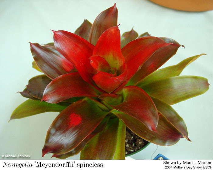 neoregelia Meyendorffii1