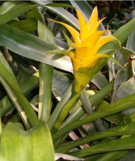 nidularium billbergioides citrinum