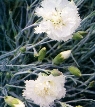 dianthus caryophyllus