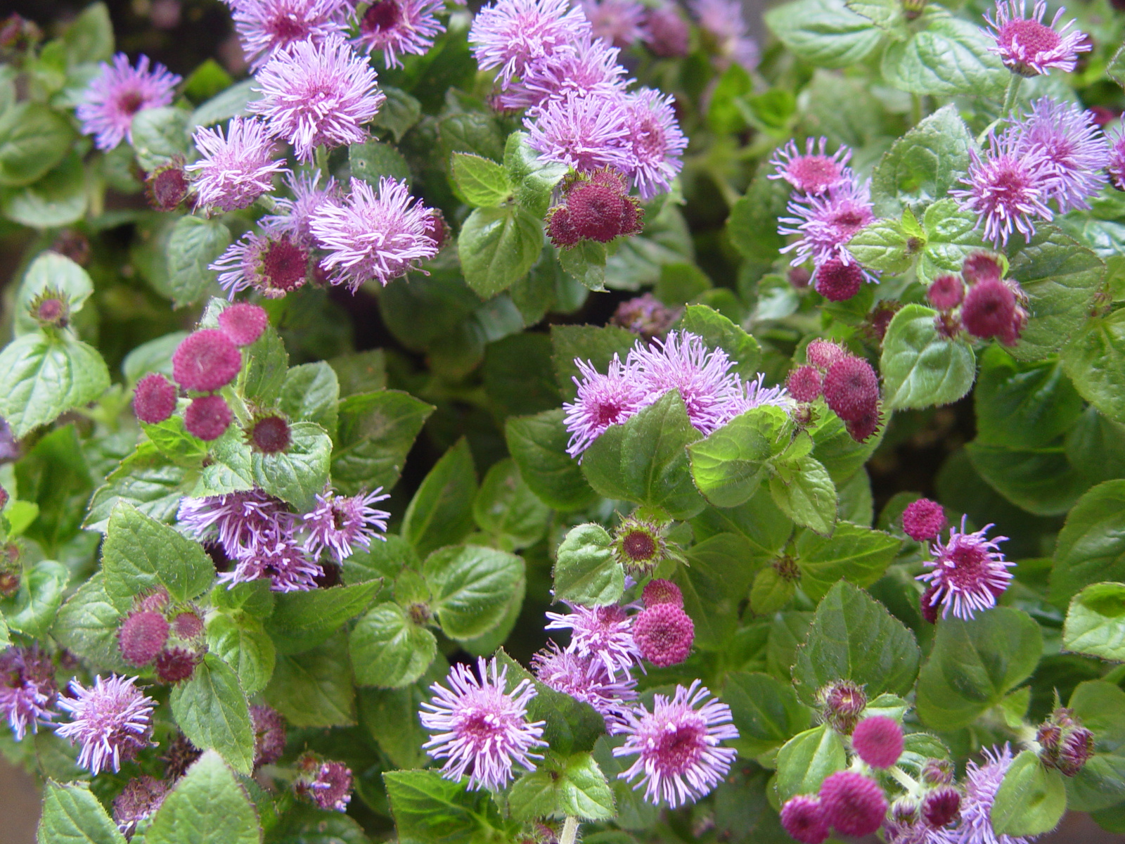 Ageratum houstonianum 3