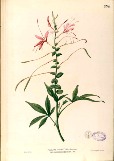 Cleome speciosa herba.png