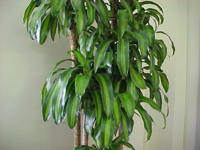 dracaena fragrans