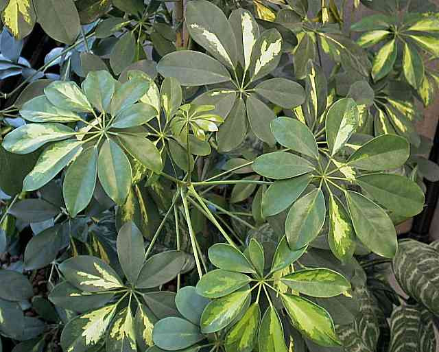 Schefflera arboricola