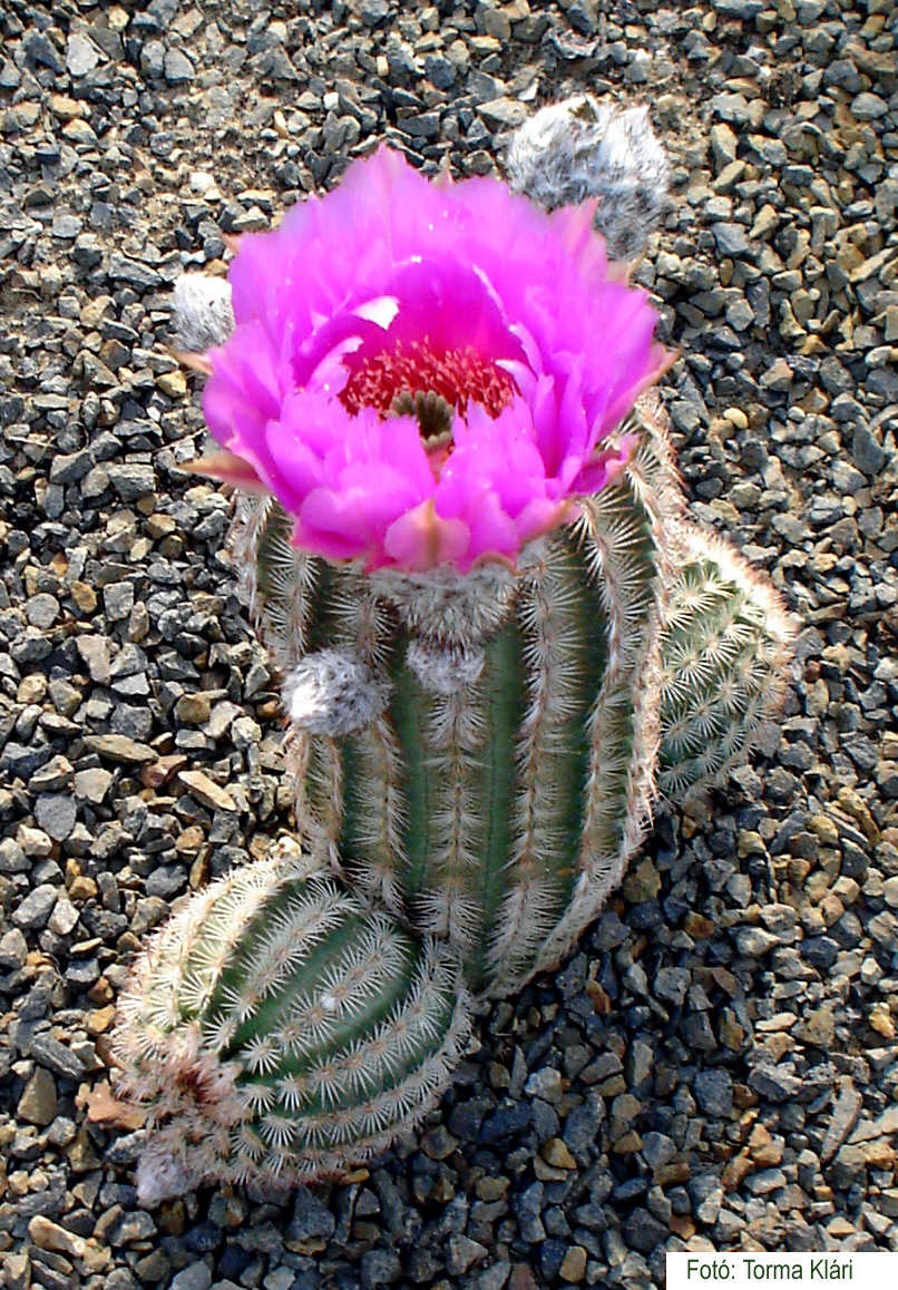 Echinocereus pectinatus