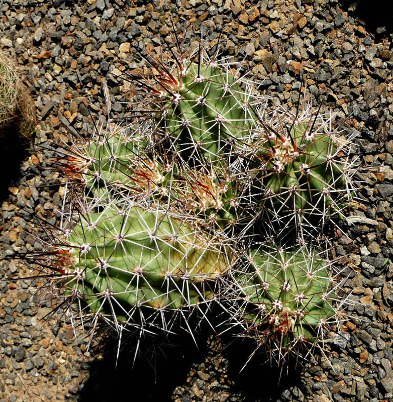 Echinocereus triglochidatus