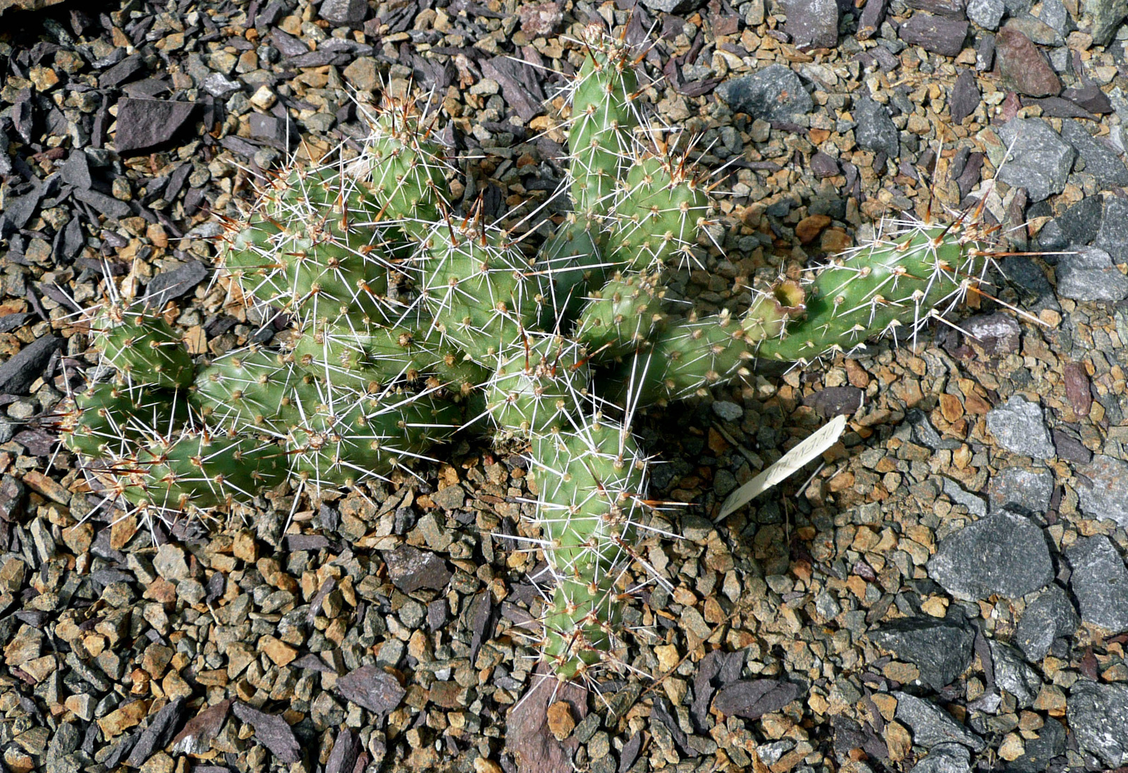 Opuntia arenaria