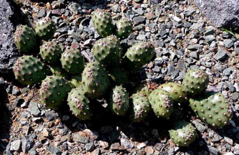 Opuntia fragilis var. denudata