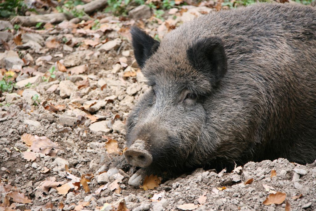 a disznók is pihentek