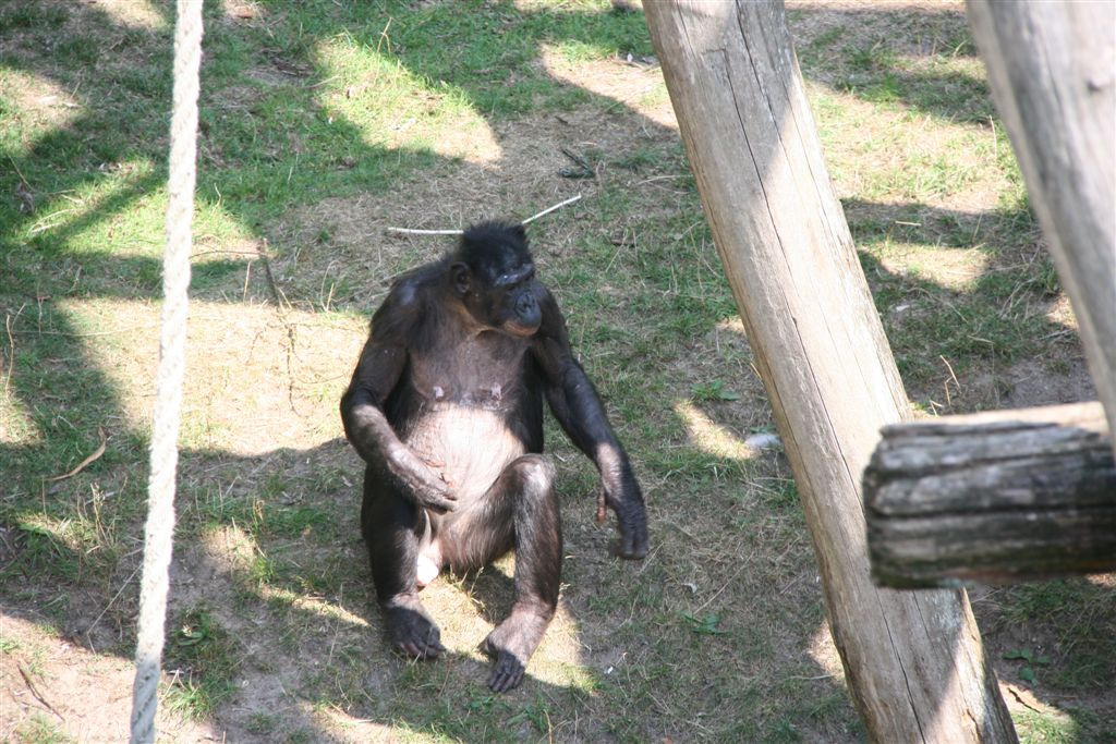 bonobó vakaródzik