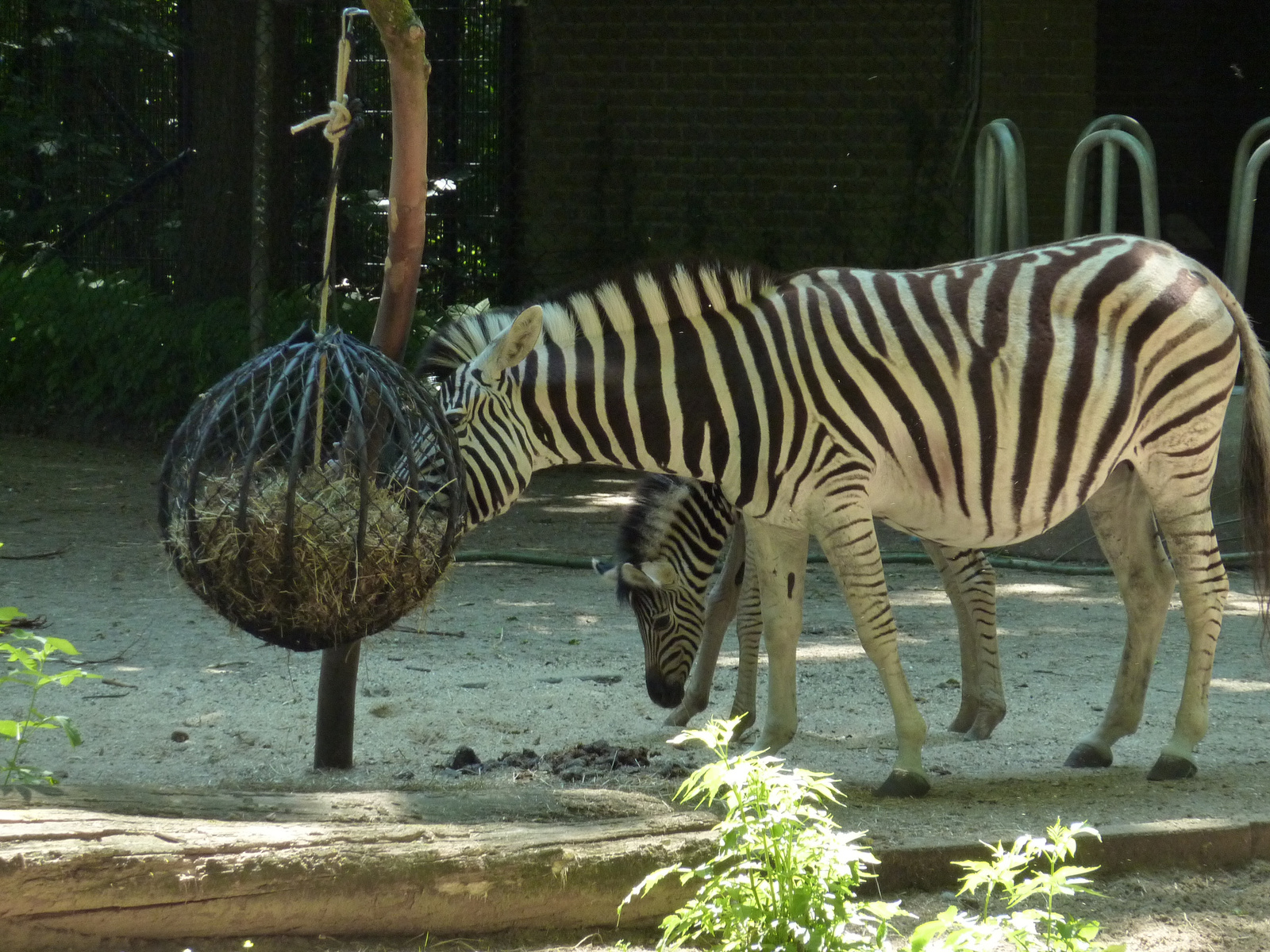 zebra