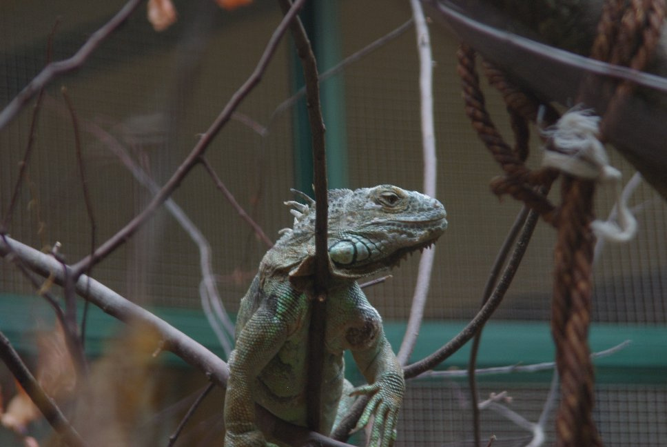 leguan IMGP7257