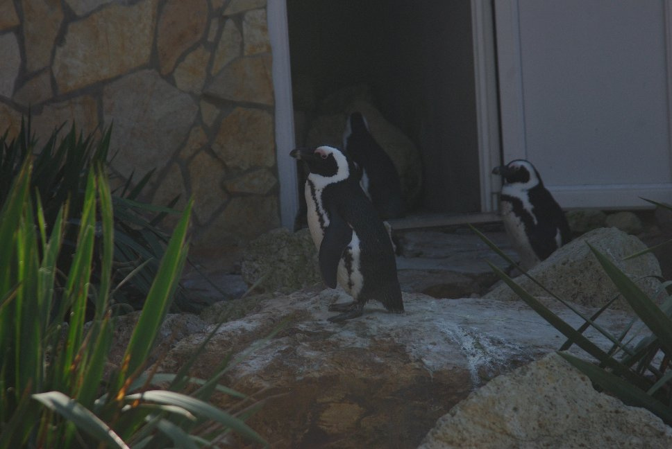 papaszemes pingvin IMGP7545