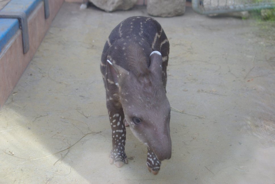 tapirkolyok IMGP7453