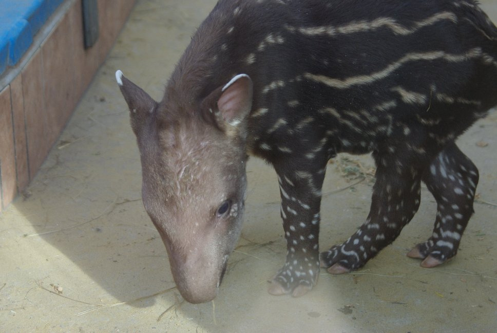 tapirkolyok IMGP7452