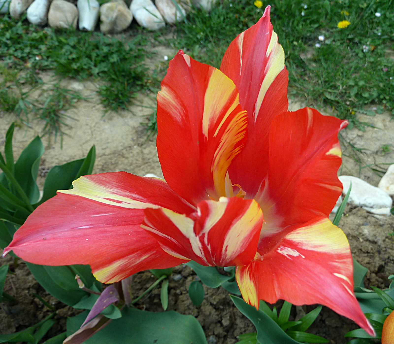 P1110411 tulipán