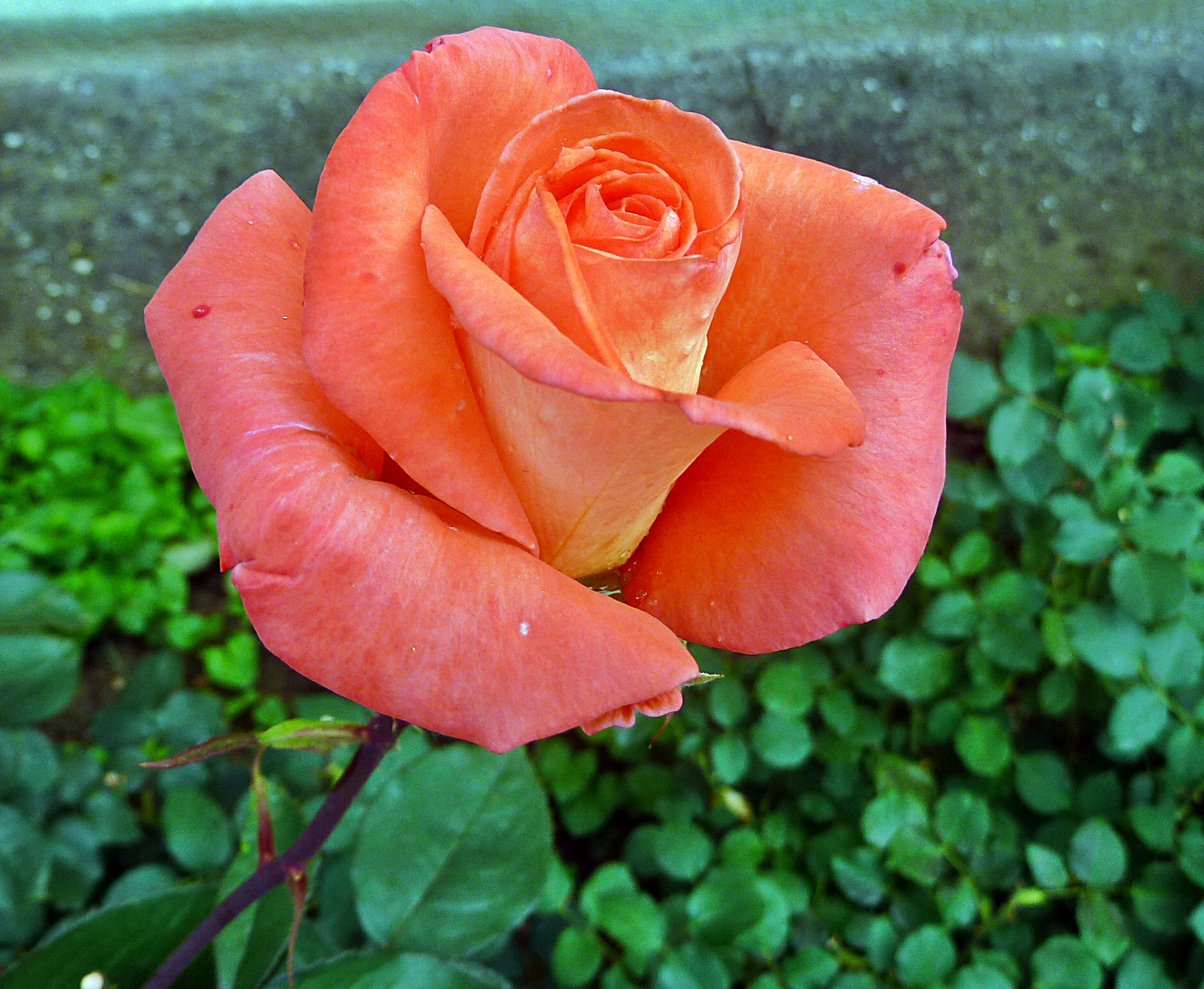P1120464 rózsa