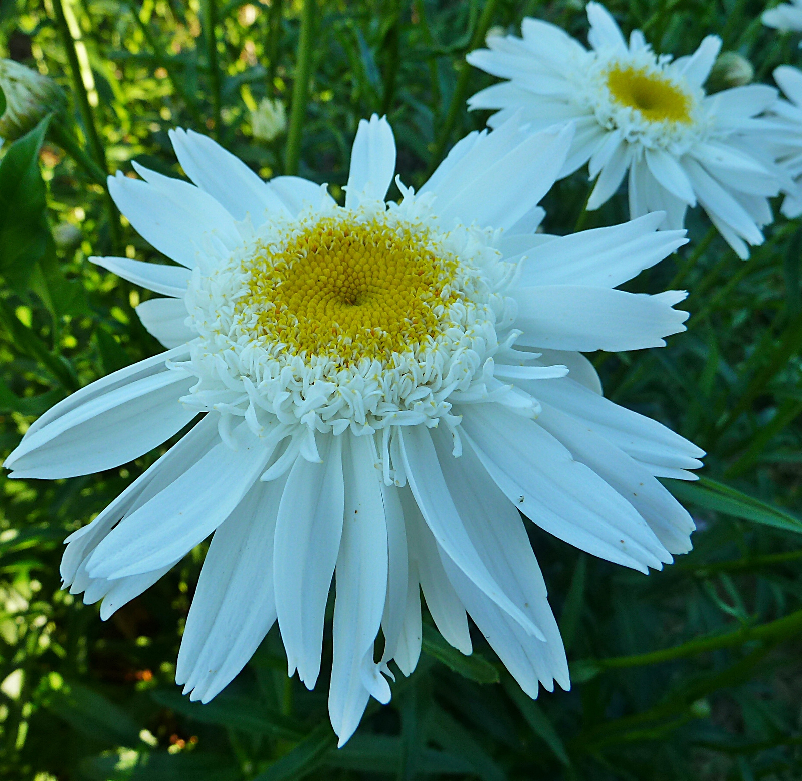 P1120531margaréták