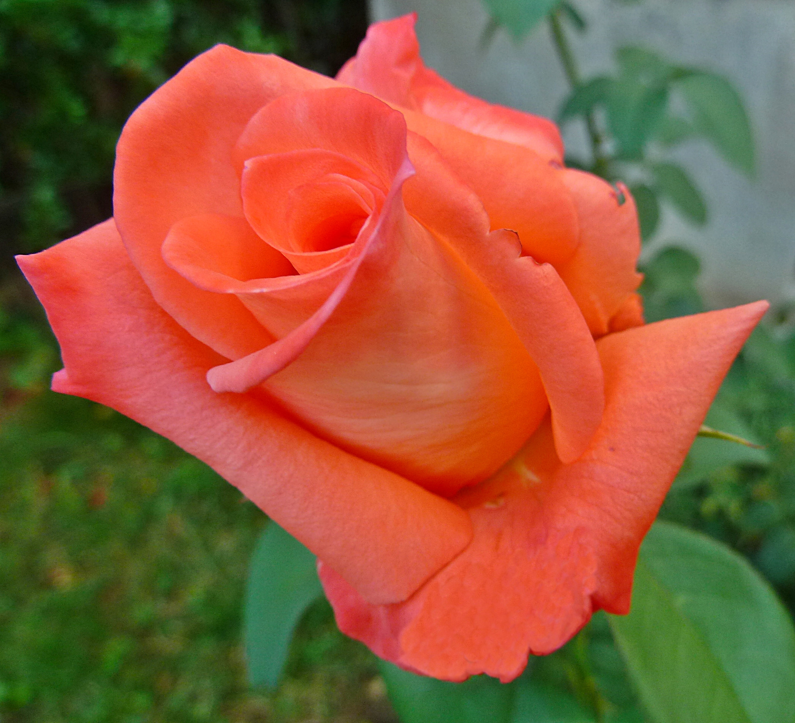 P1130651 rózsa