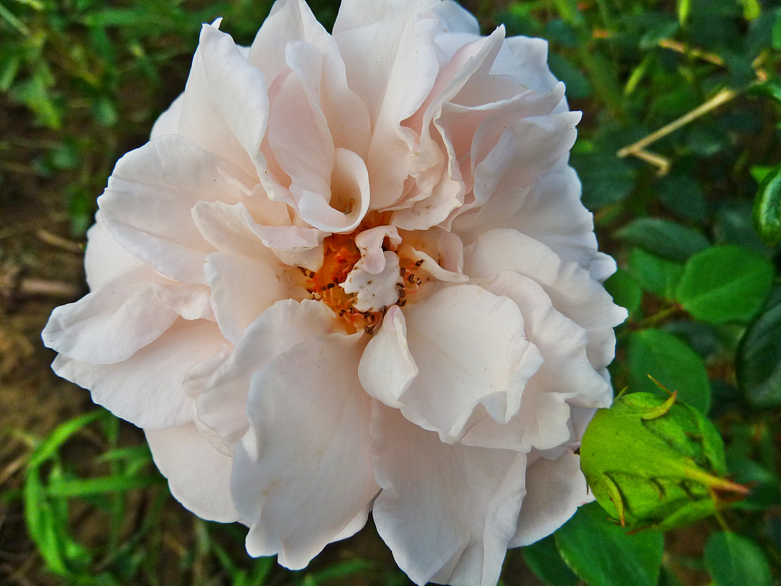 P1130714 rózsa