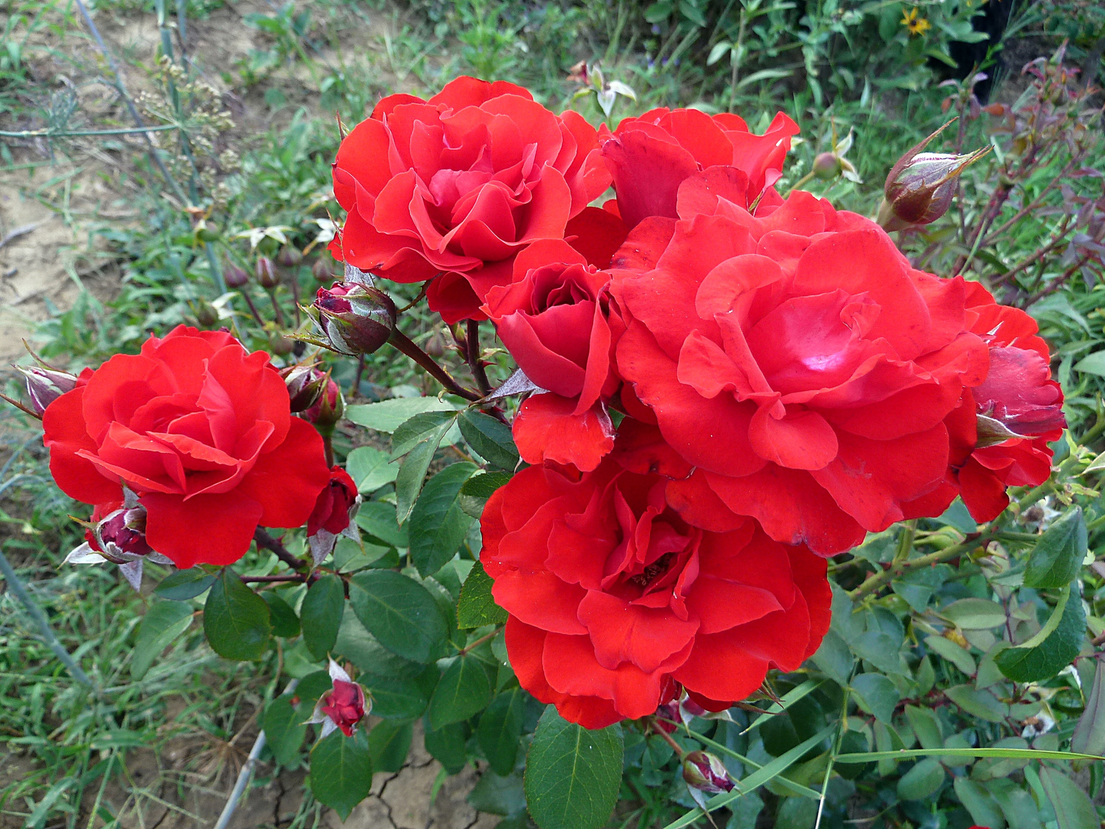 P1130724 piros rózsa