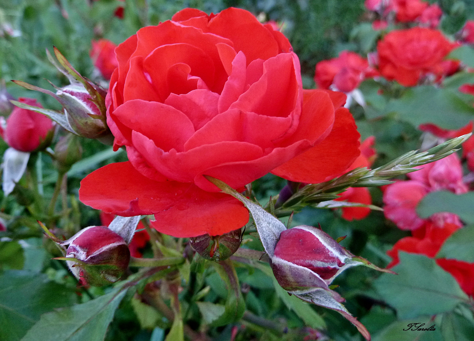 P1320719 rózsa