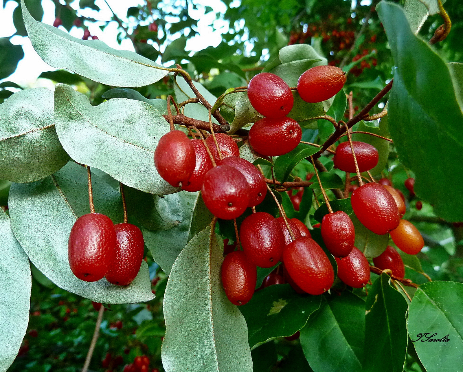 P1320947 ezöstlevelű