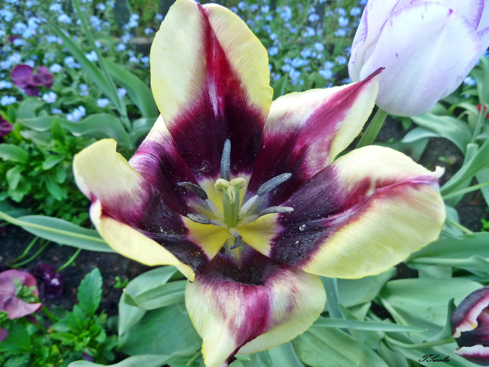 P1390825 tulipán