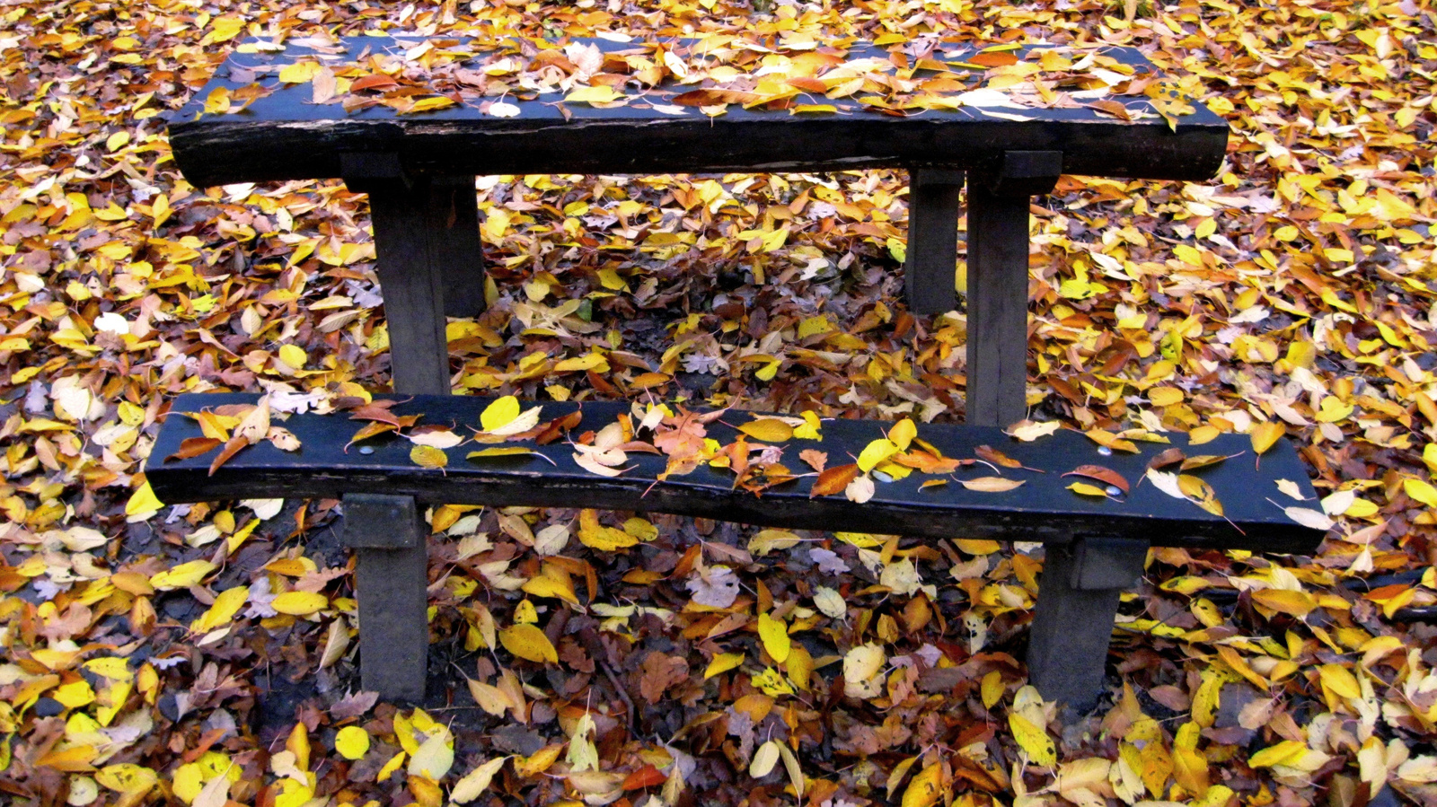 Erdei pad ősszel
