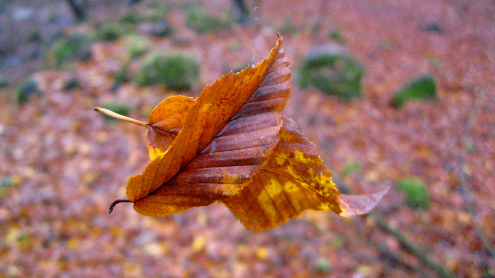 Suicidal leaves