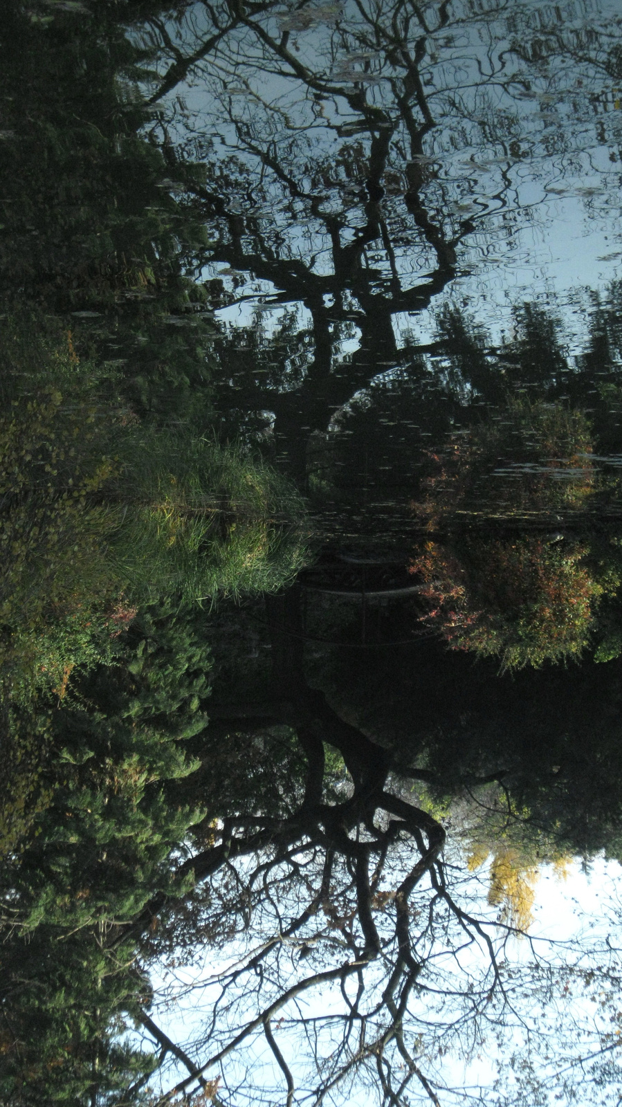 Csupasz fa egy margitszigeti tónál