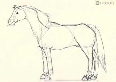 horse4