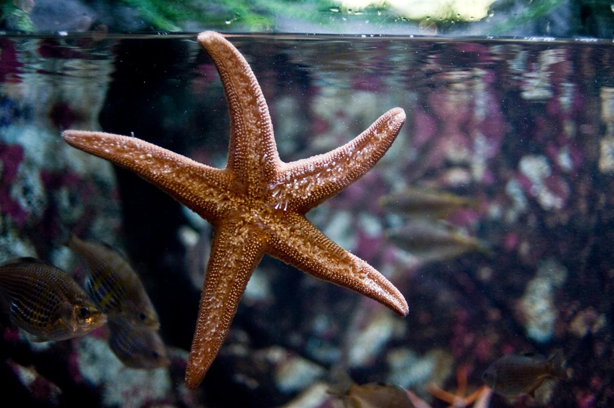 Tengeri csillag, Vancouver Aquarium, Stanley Park, Vancouver