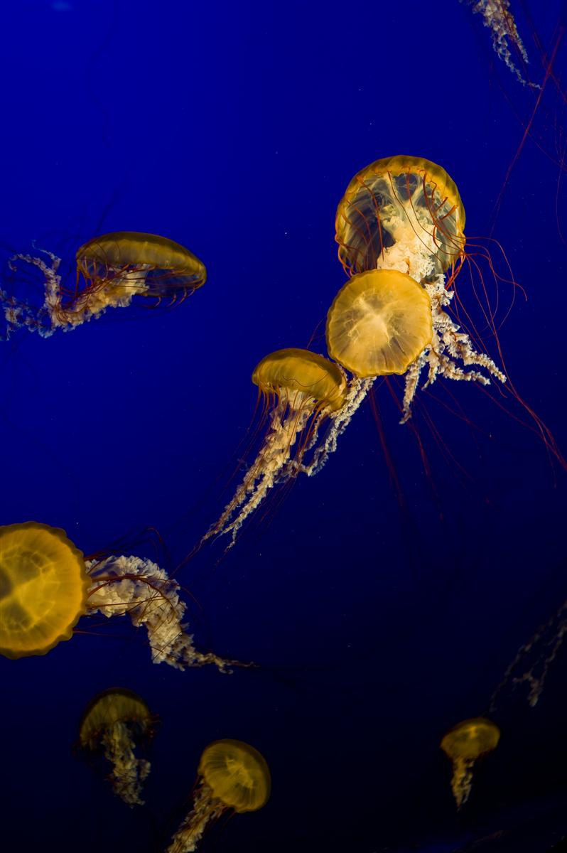 Medúzák, Vancouver Aquarium, Stanley Park, Vancouver