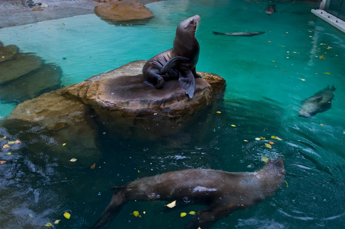 Fókák, Vancouver Aquarium, Stanley Park, Vancouver