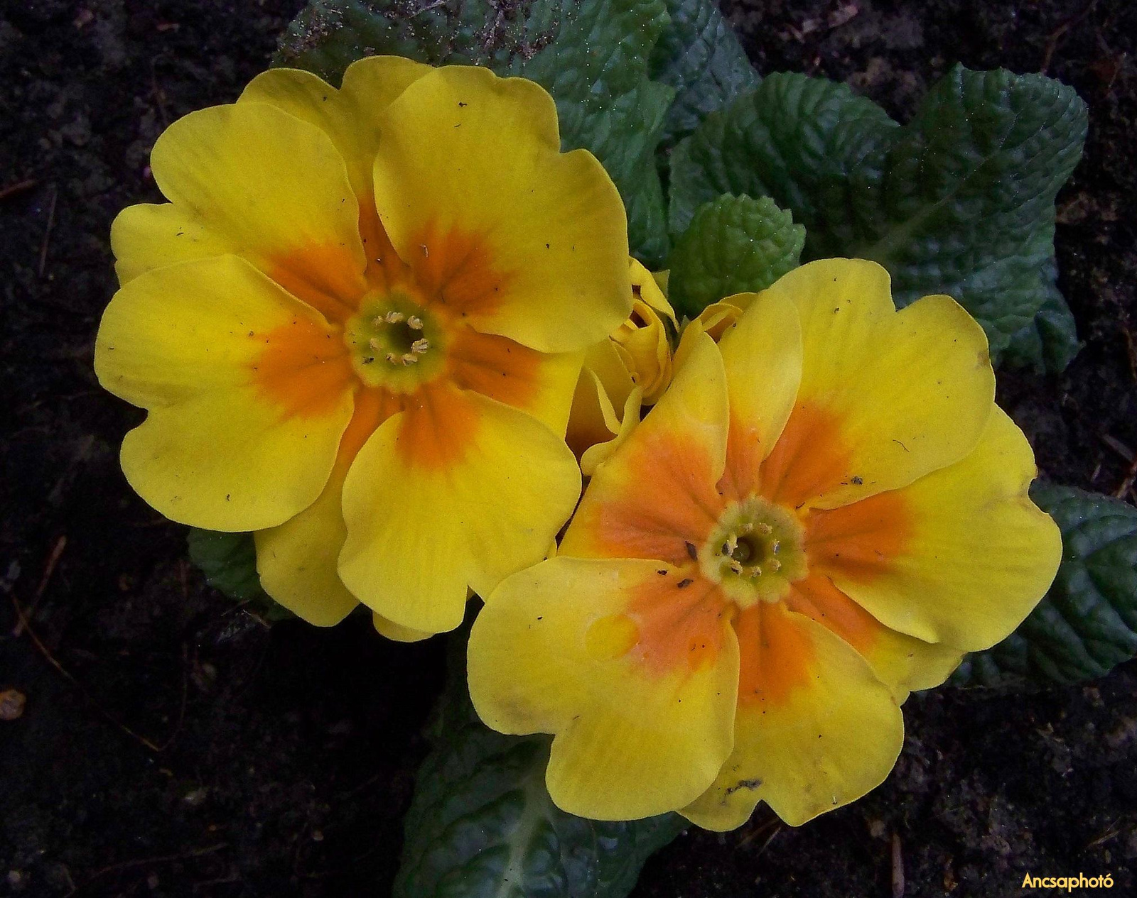 Sárga Primula