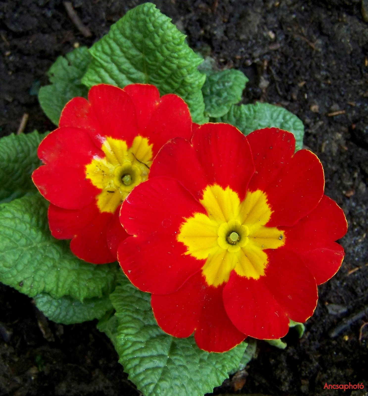 Piros Primula