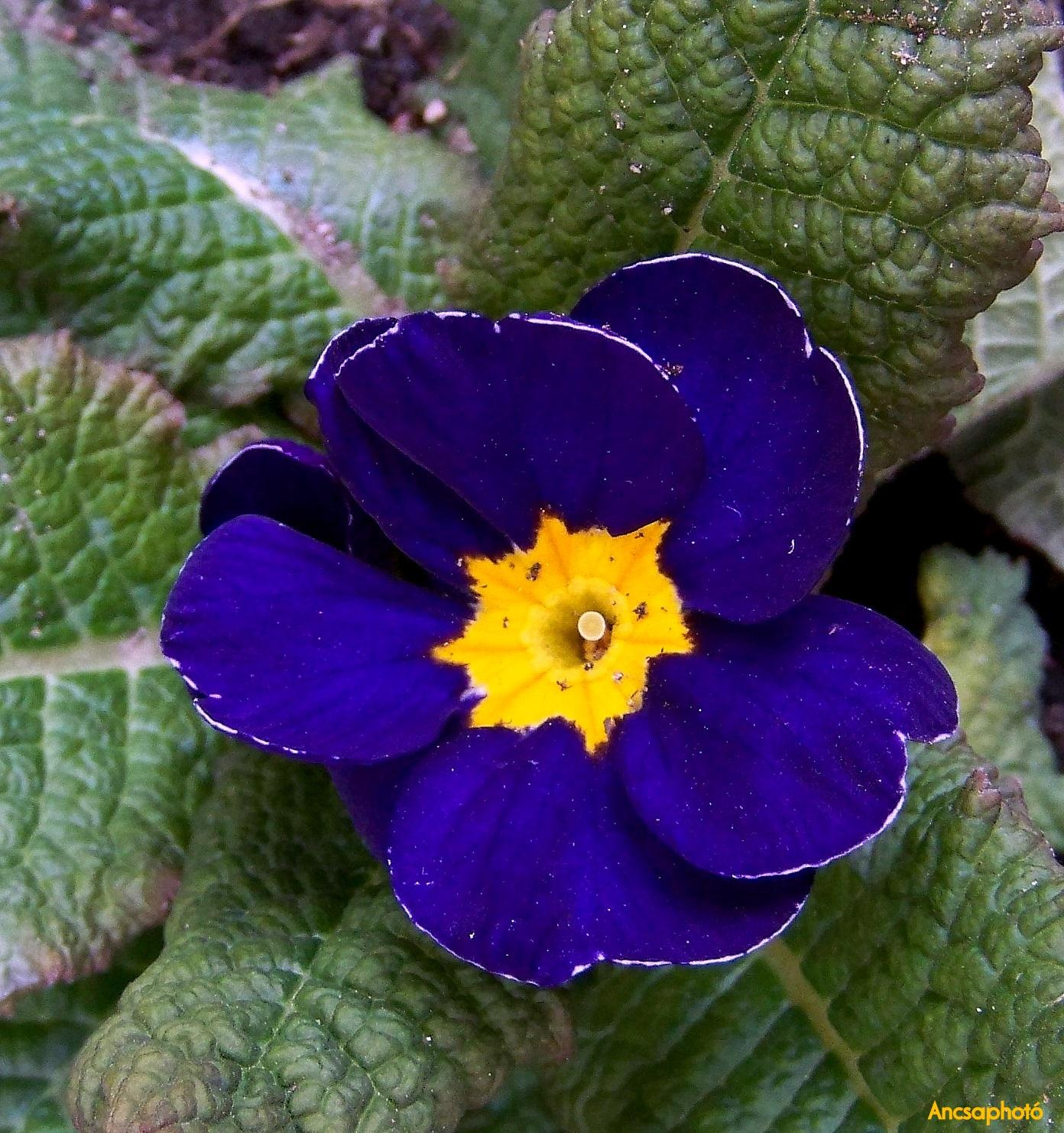 Kék Primula