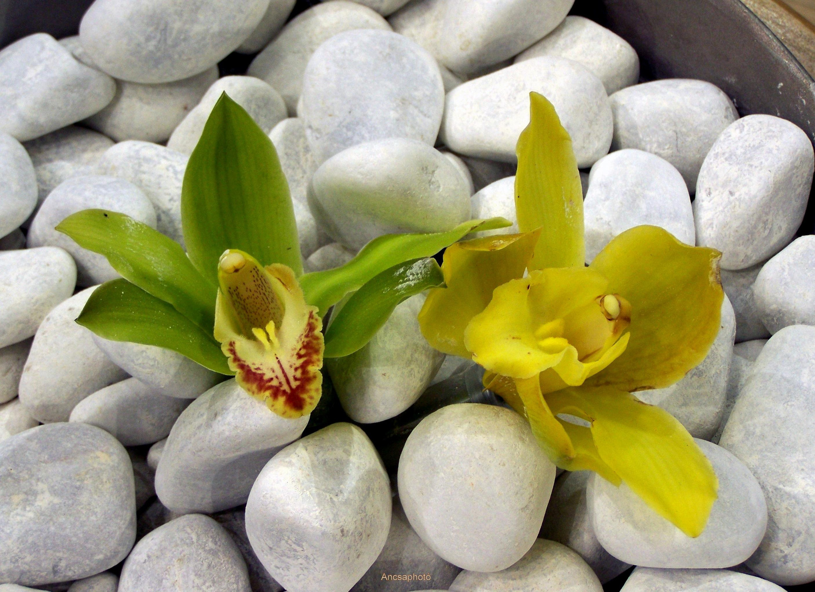 Gardenexpo Orchidea ünnep