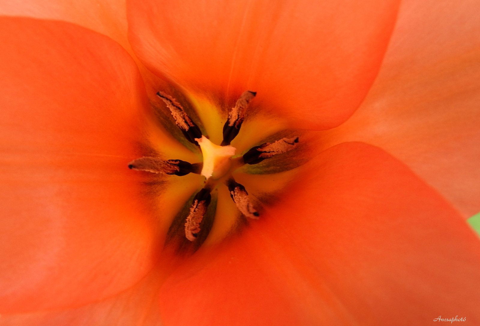 Tulipán közép