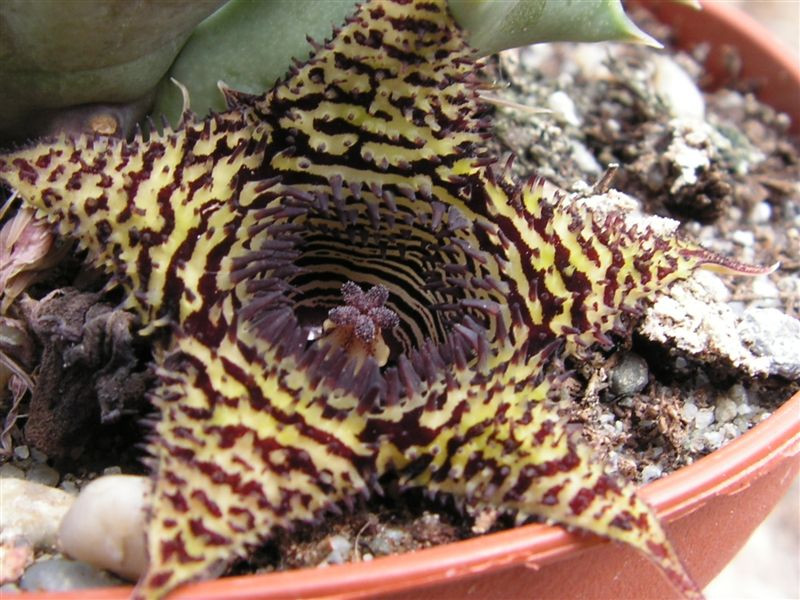 Huernia volkartii