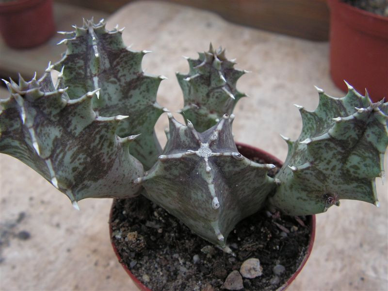 Huernia zebrina v. magniflora