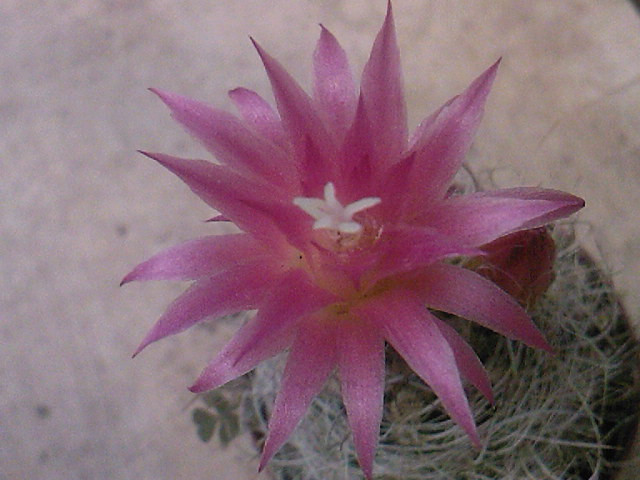 Neoporteria multiflorum