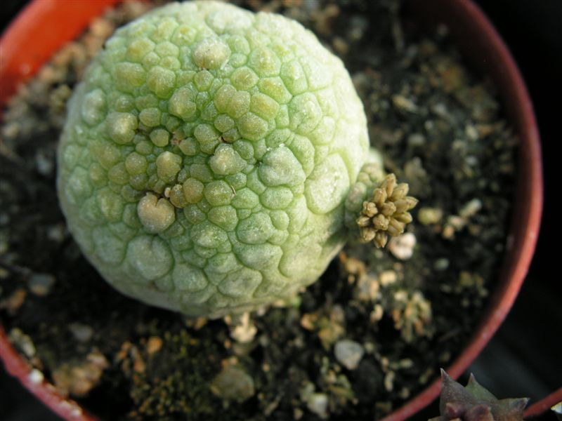 Pseudolithos miguirtinus