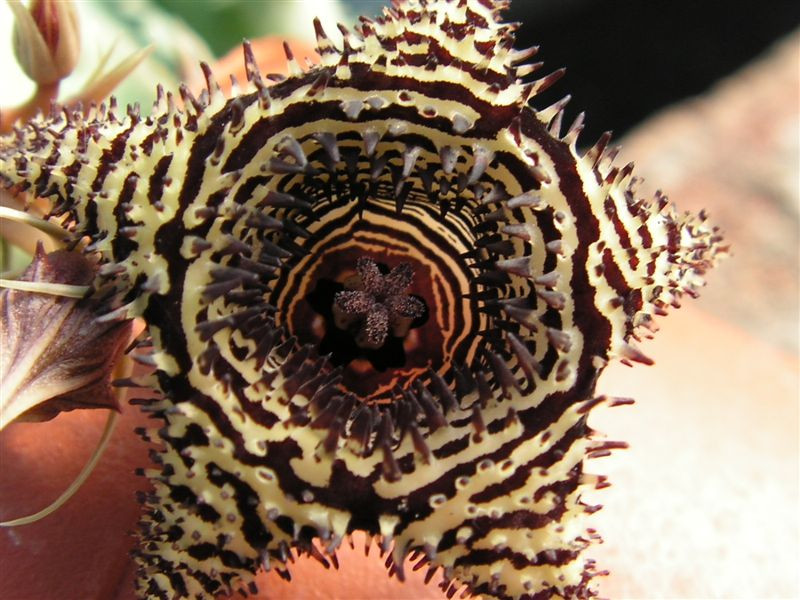 Huernia volkartii