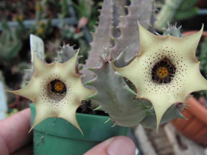 Huernia quinta