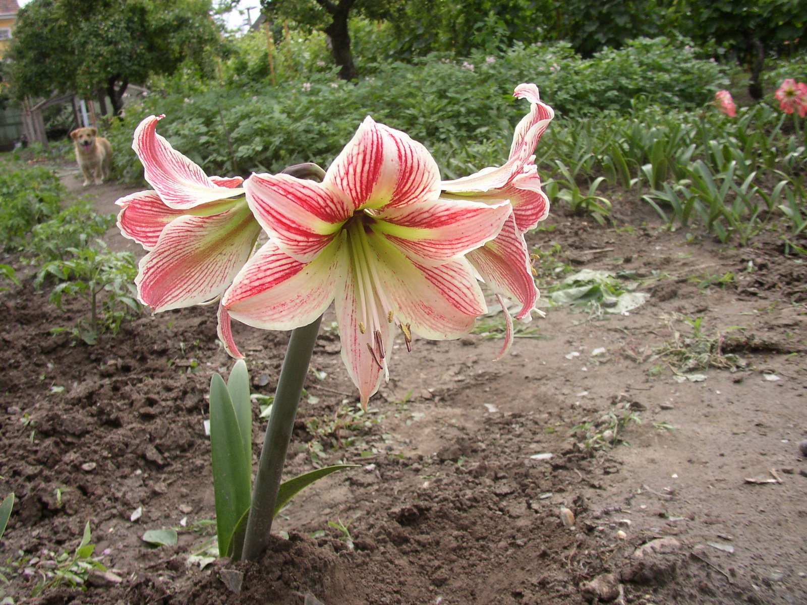 Siófok 2012 06 075