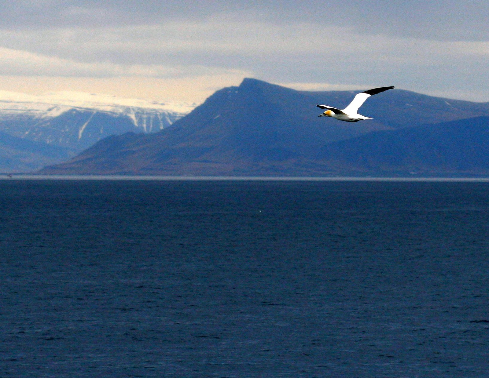 bálnales, Reykjavík