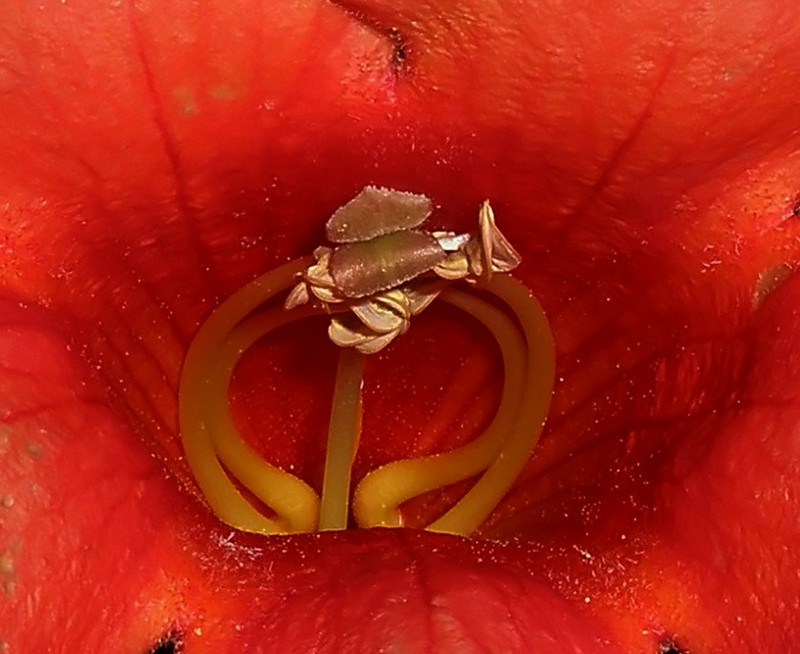 trombitafolyondár virágbelső